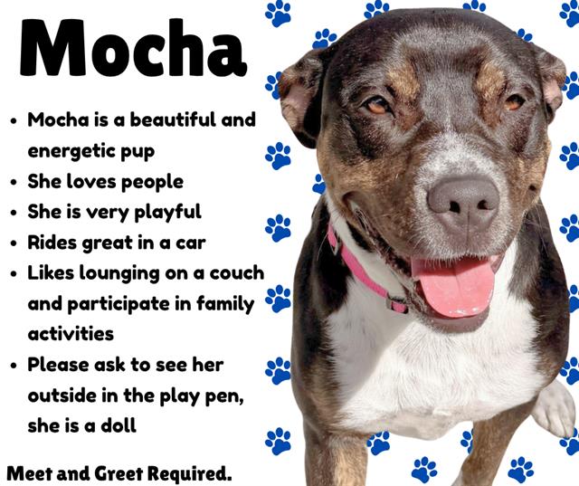 Mocha