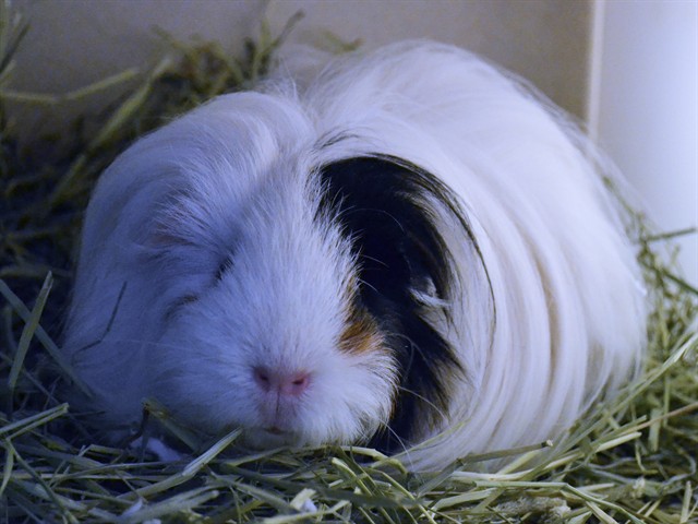 Miss Harry