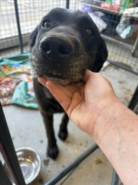 Adoptable Dog