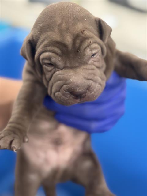 Chocolate