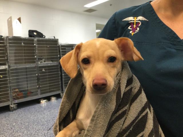 Adoptable Dog