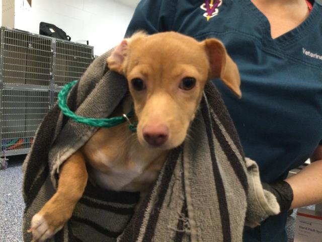 Adoptable Dog