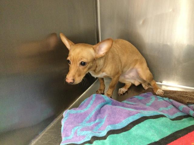 Adoptable Dog