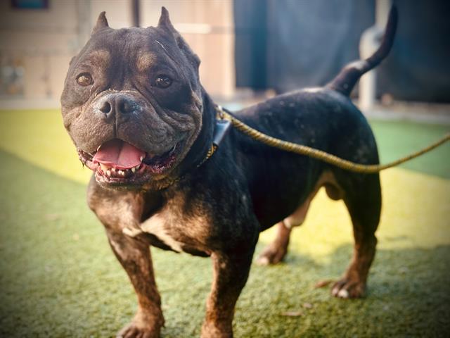 Pork Chop