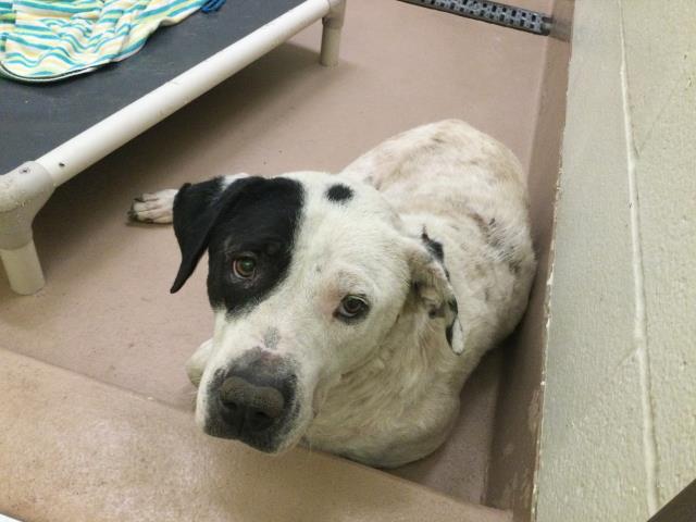 Adoptable Dog