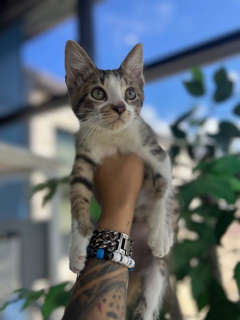 Adoptable Cat