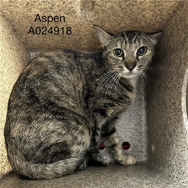 Aspen