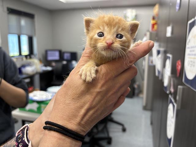 Oliver