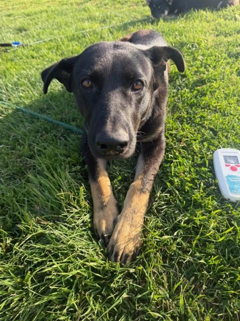 Adoptable Dog