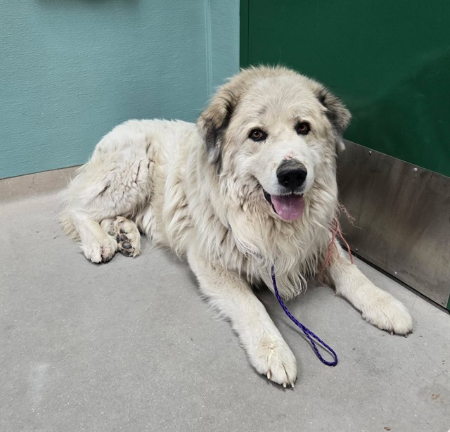 Adoptable Dog