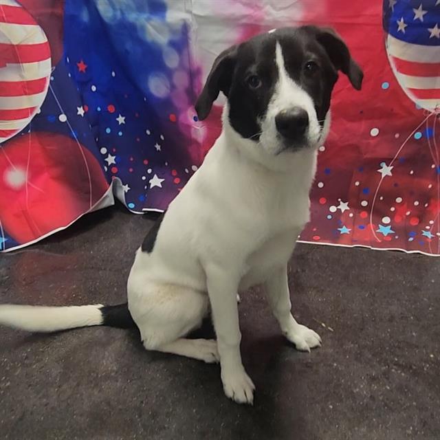 Bubba