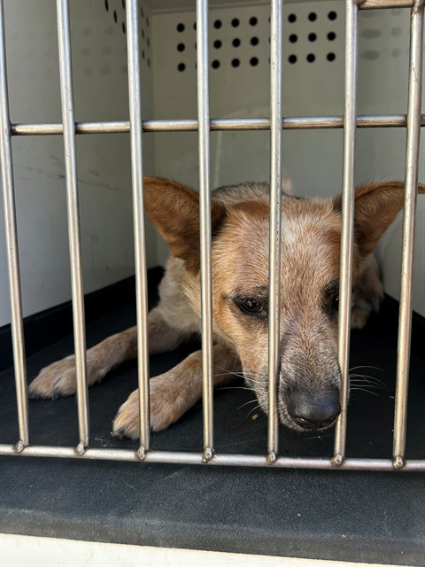 Adoptable Dog