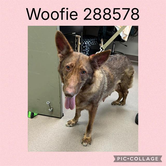 Woofie