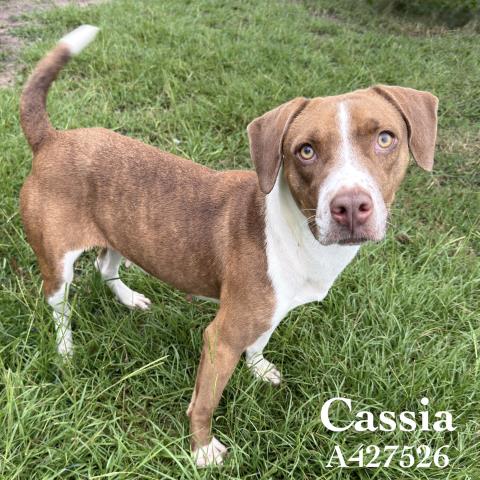 Cassia