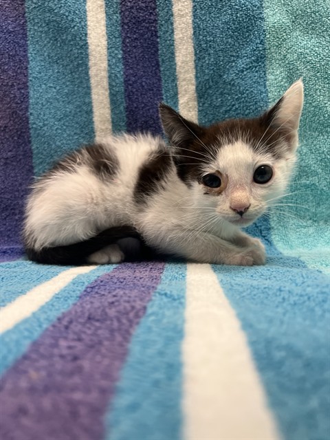 Tadashi - Needs Foster