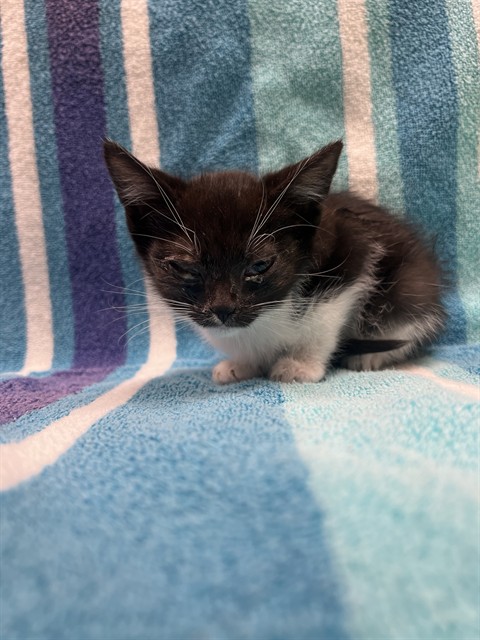 Gogo - Needs Foster