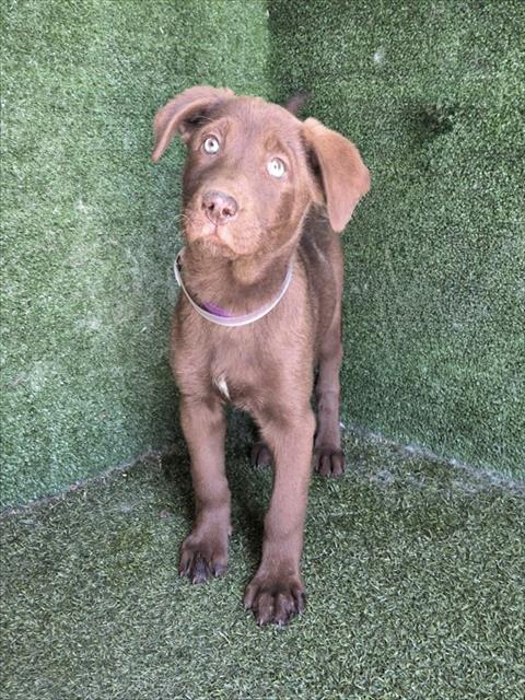 Adoptable Dog