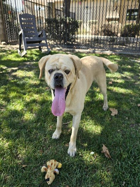 Hank