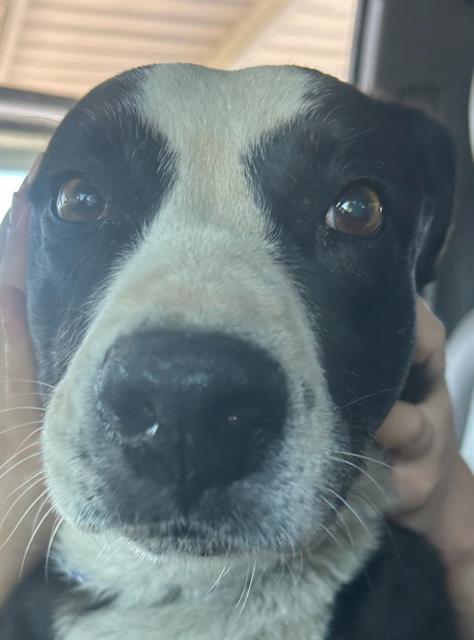 Adoptable Dog
