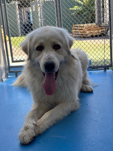 Adoptable Dog