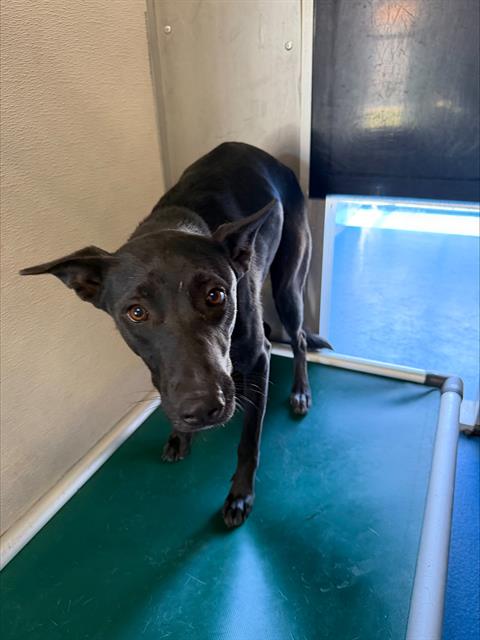 Adoptable Dog
