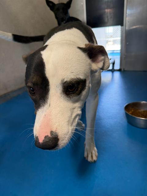 Adoptable Dog