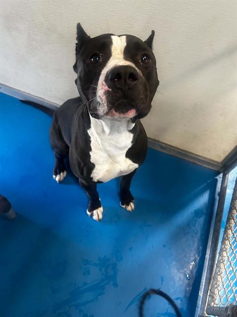 Adoptable Dog