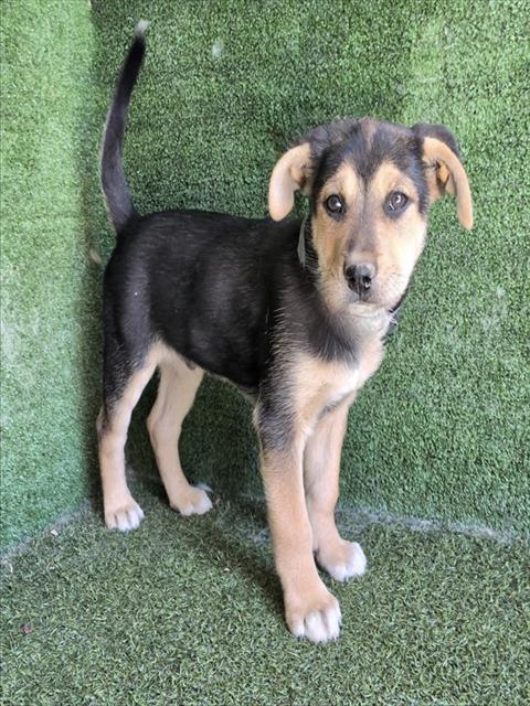 Adoptable Dog