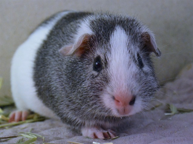 Puffleapagus