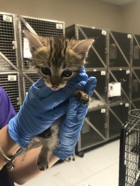 Adoptable Cat