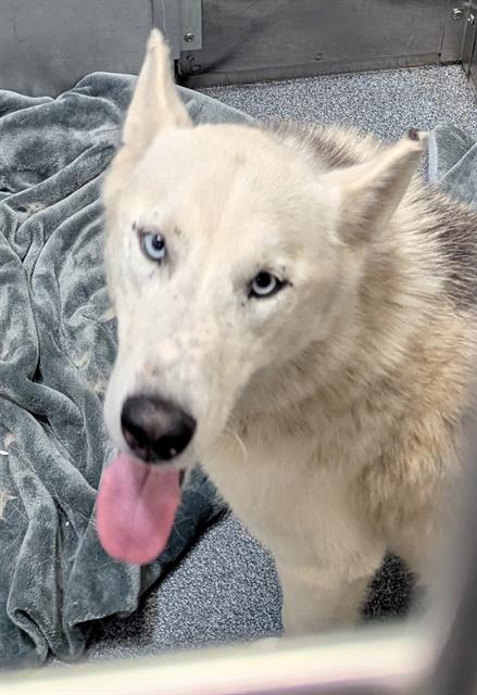 Ghost