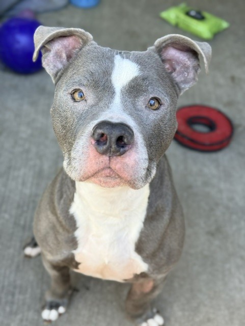 Buffalo