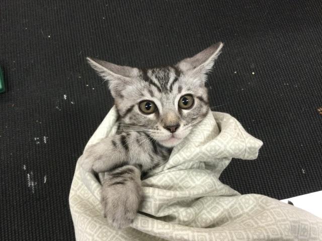 Adoptable Cat
