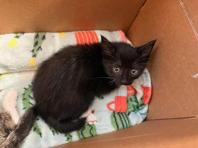 Cora