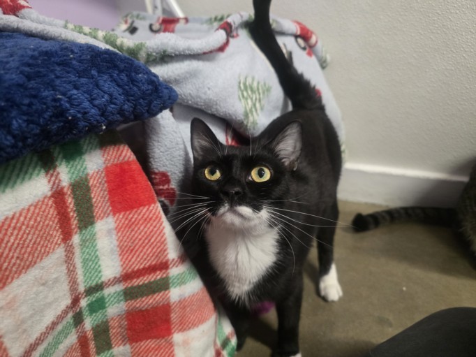 Zena