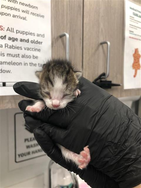 Adoptable Cat