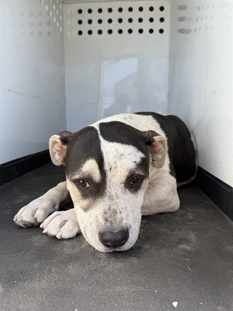 Adoptable Dog