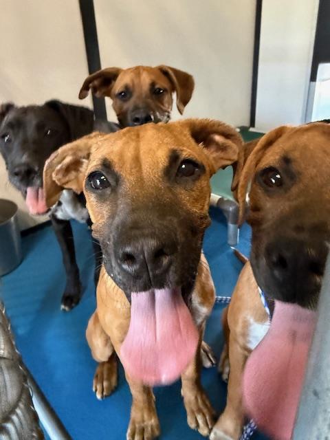 Adoptable Dog
