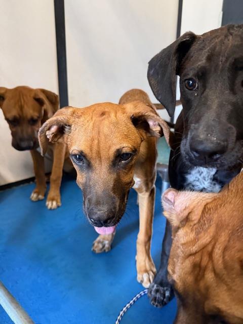 Adoptable Dog