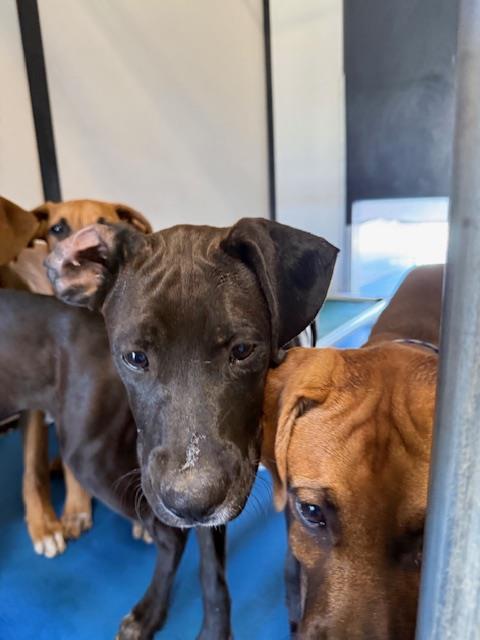 Adoptable Dog