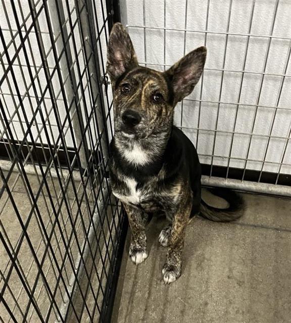 Adoptable Dog