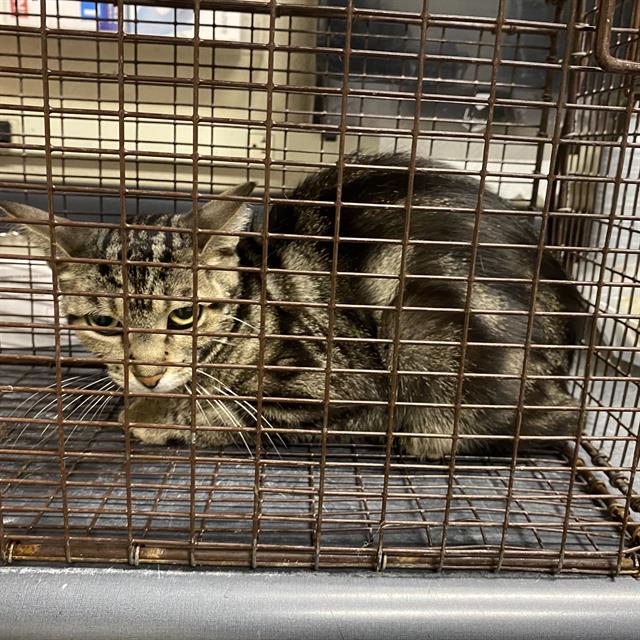 Adoptable Cat