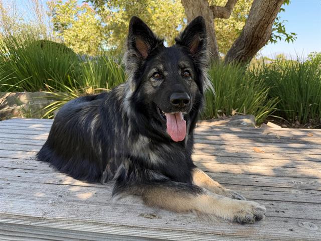 Bella Boo