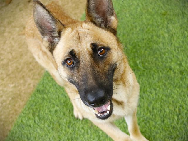 Sheba