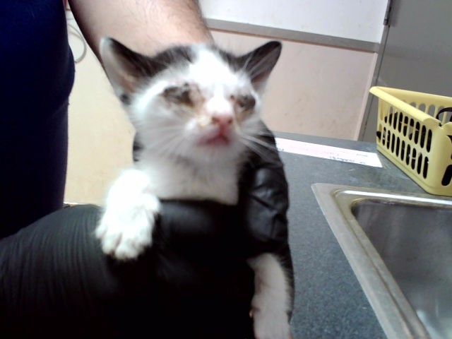 Adoptable Cat