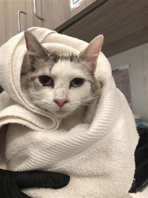Adoptable Cat
