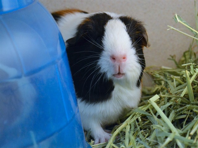 Pip