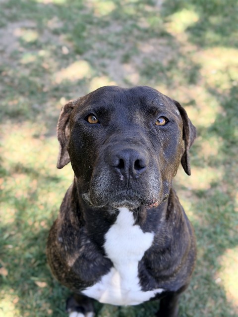 Luther