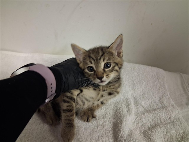 Adoptable Cat