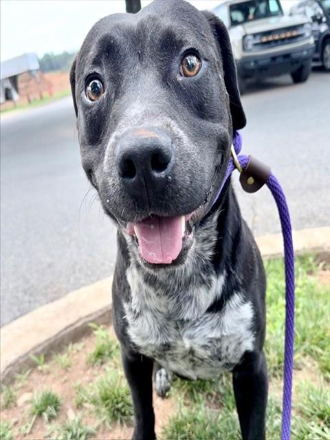 Rex